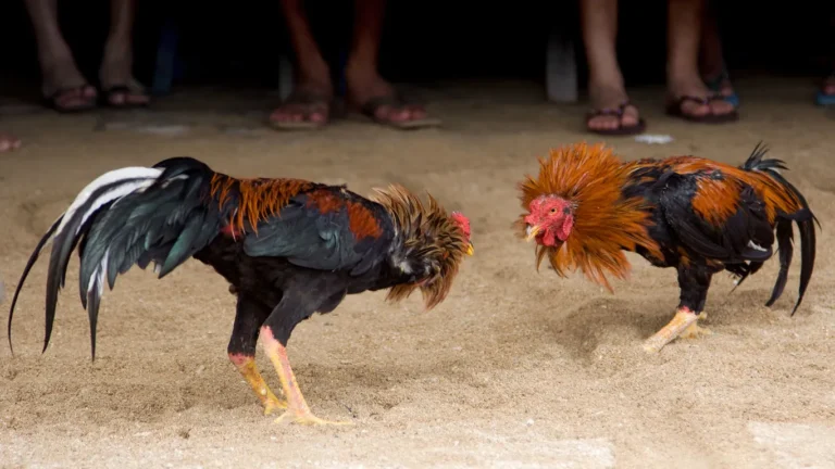 Peleas-de-Gallos-Arriaga-2
