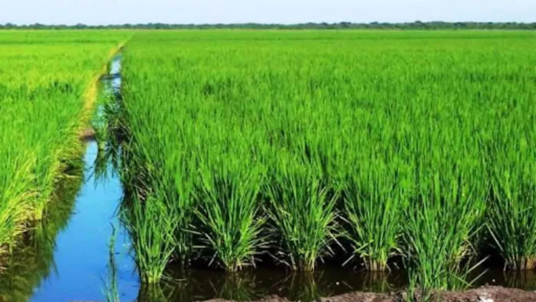 Produccion-de-arroz-en-el-pais.-Imagen-de-referencia