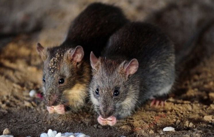 WhatsApp-Image-2025-04-02-at-7.17.18-AM-1 (1)