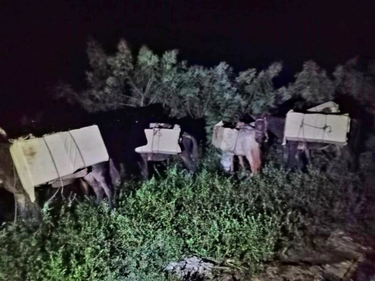 WhatsApp-Image-2025-11-24-at-11.04.03-AM-1